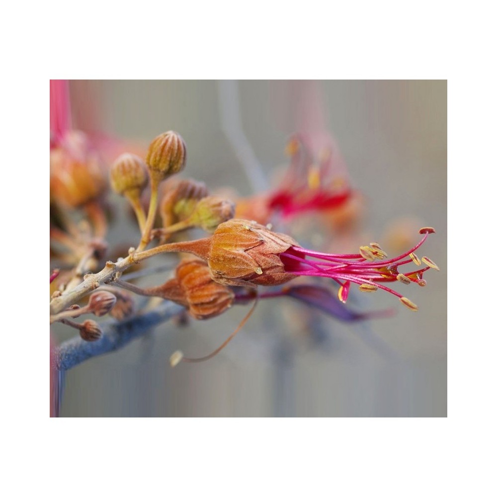 Essenza singola Bauhinia 15 ml