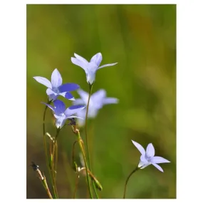 Essenza Singola Bluebell 15 ml