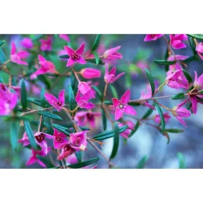 Essenza Singola Boronia 15 ml