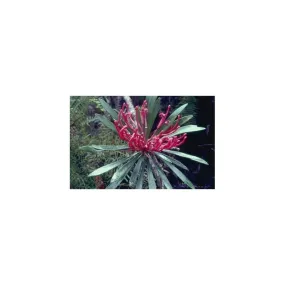 Essenza Singola Monga Warath 15 ml