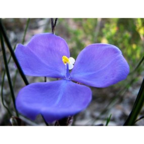 Essenza Singola Bush Iris