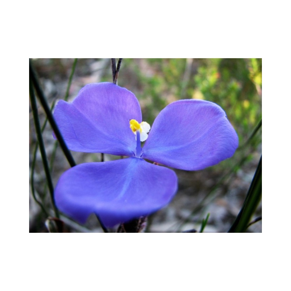 Essenza Singola Bush Iris
