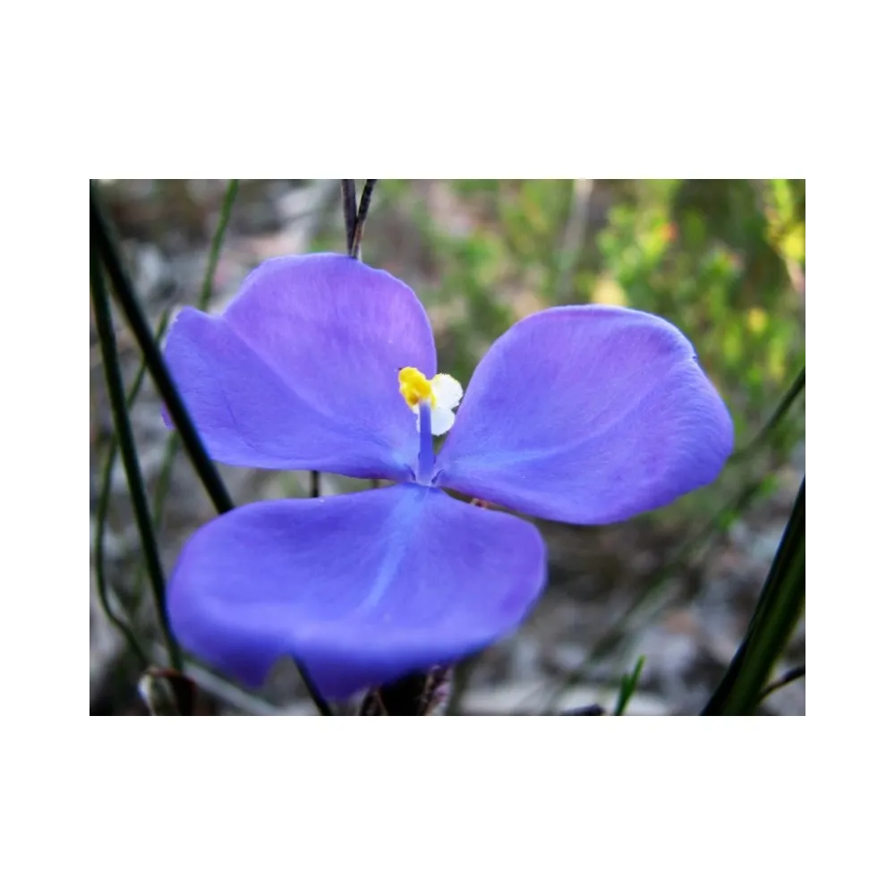 Essenza Singola Bush Iris