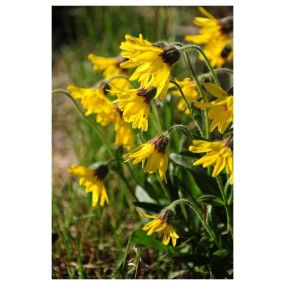 Essenza Singola Alpine Arnica (Arnica Alpina) 7,4 ml