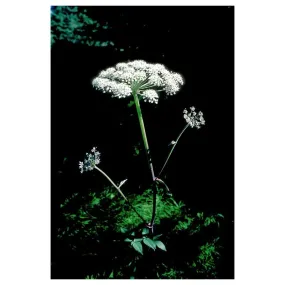 Essenza Singola Angelica (Angelica Genuflexa) 7,4 ml - Essenza Alaska