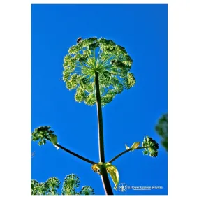 Essenza Singola Angelica (Angelica Archangelica) Caiforniana 7,4 ml Fes