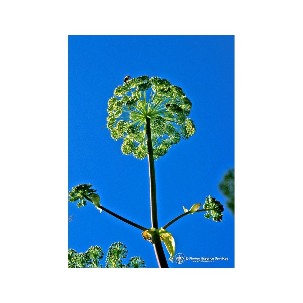 Essenza Singola Angelica (Angelica Archangelica) Caiforniana 7,4 ml Fes