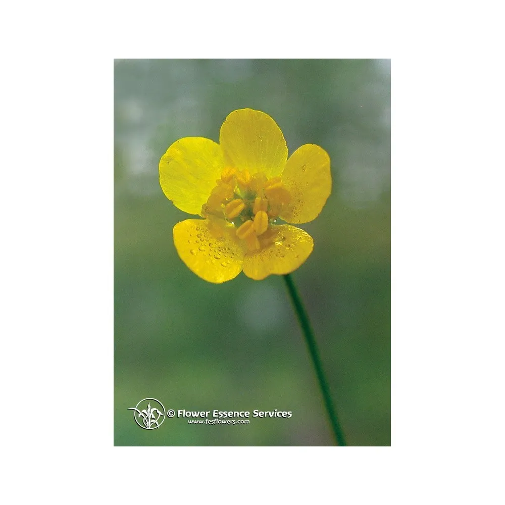 Essenza Singola Californiana Buttercup (Ranunculus Occidentalis) 7,4 ml Fes
