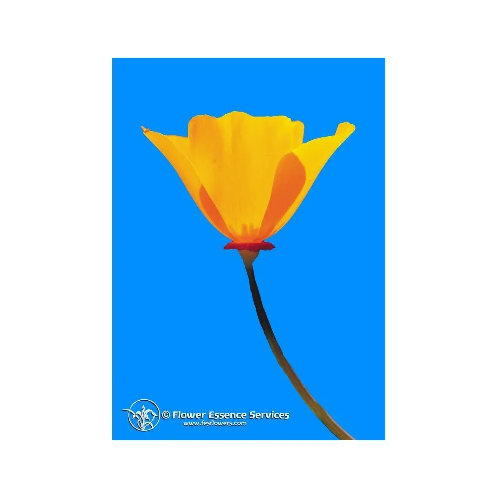 Essenza Singola California Poppy (Eschscholzia Californica) 7,4 ml Fes