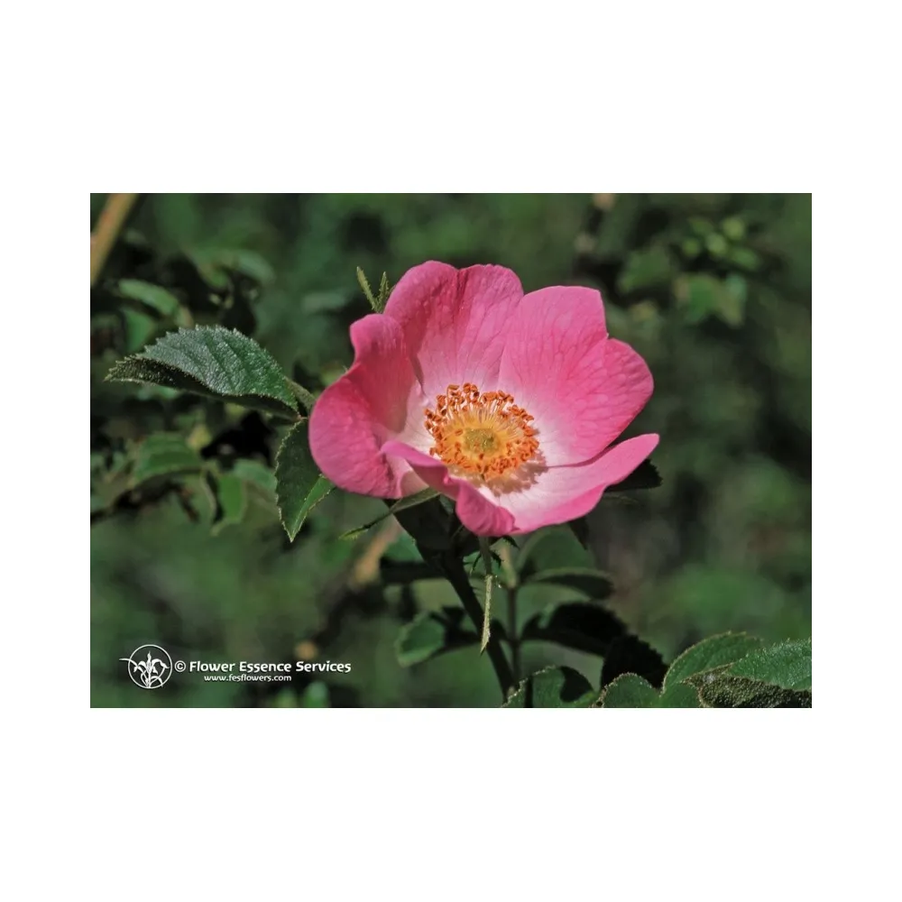 Essenza Singola California Wild Rose (Rosa CAlifornica) 7,4ml Fes